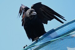 用水路・ハシボソガラスの若鳥