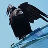 用水路・ハシボソガラスの若鳥
