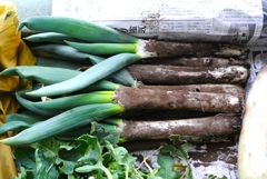 今季最後のシモニタネギ収穫