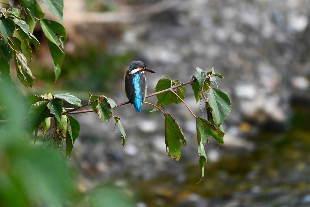 K川下流域・カワセミ♀若鳥 