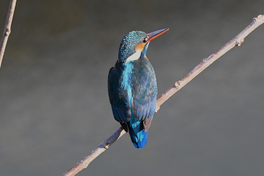 K川中流域・カワセミ♀後ろ姿