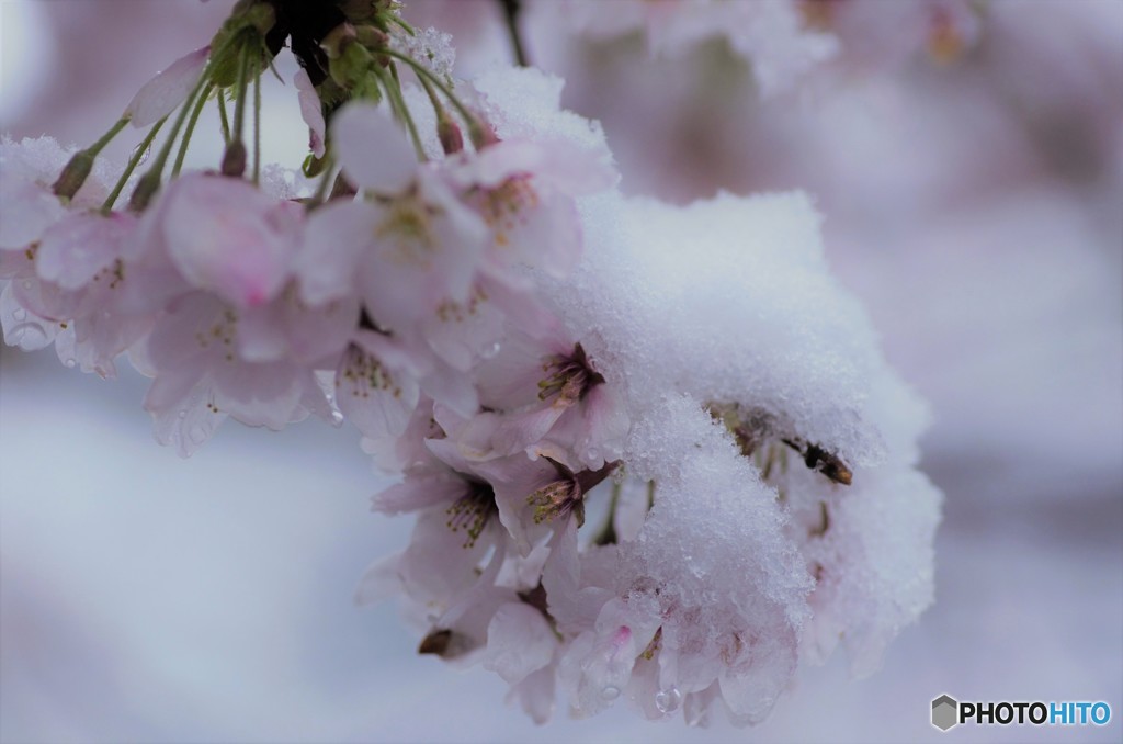 なごり雪