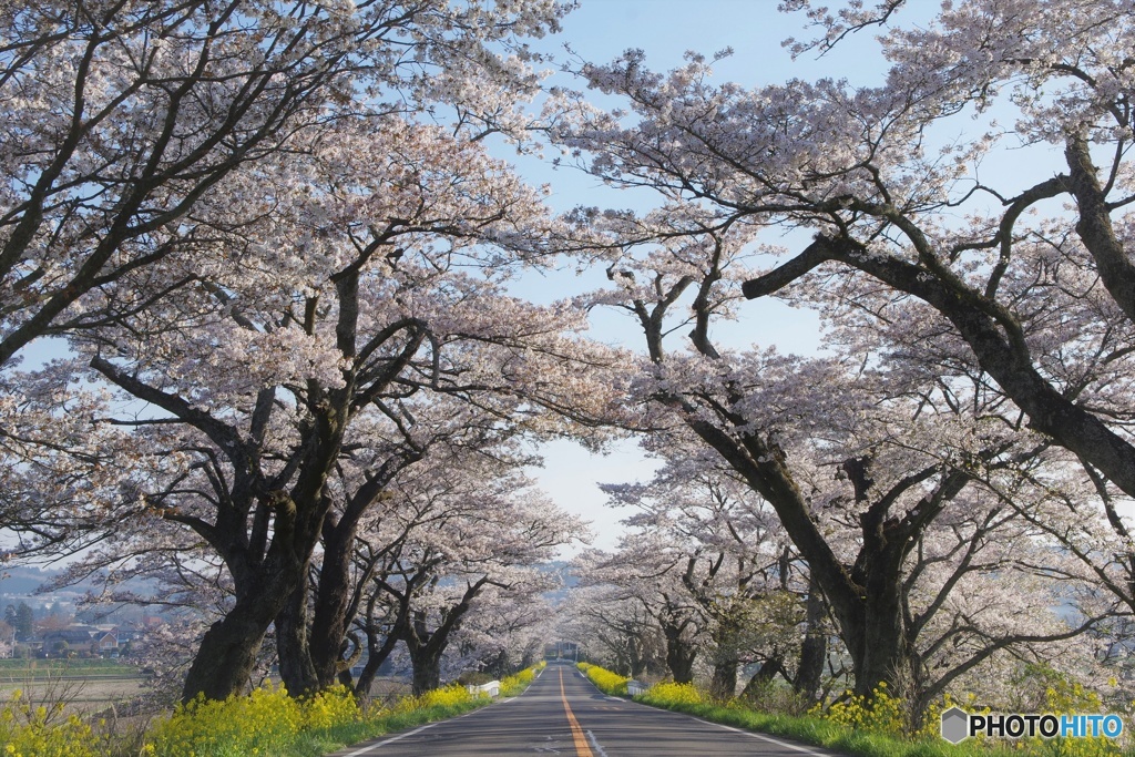 早乙女の桜並木