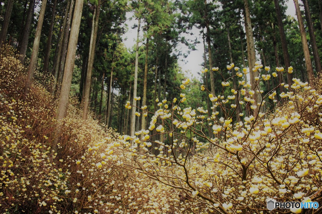 妖精の森