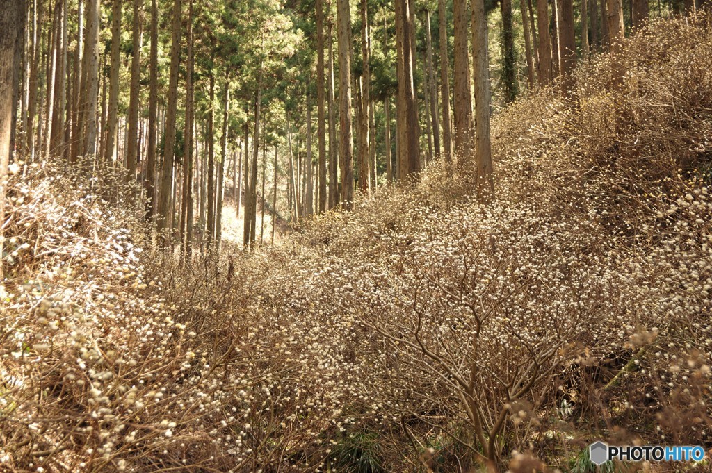 妖精の森