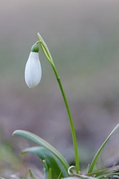 雪の雫