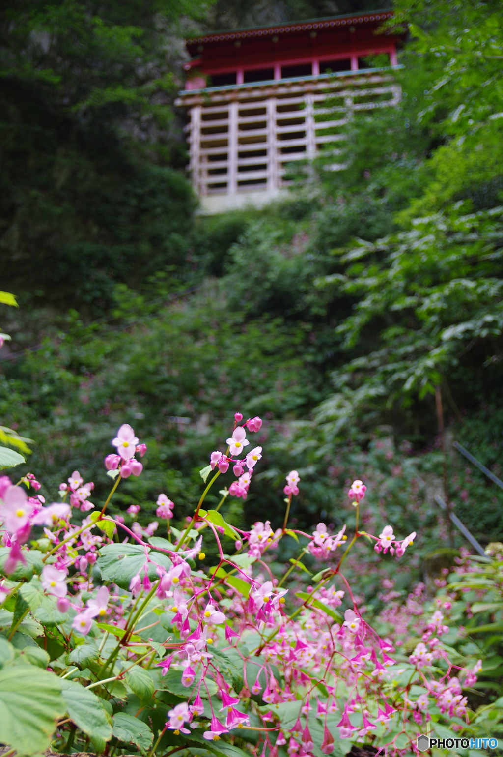 出流山万願寺 シュウカイドウ 