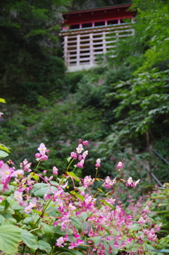 出流山万願寺 シュウカイドウ 