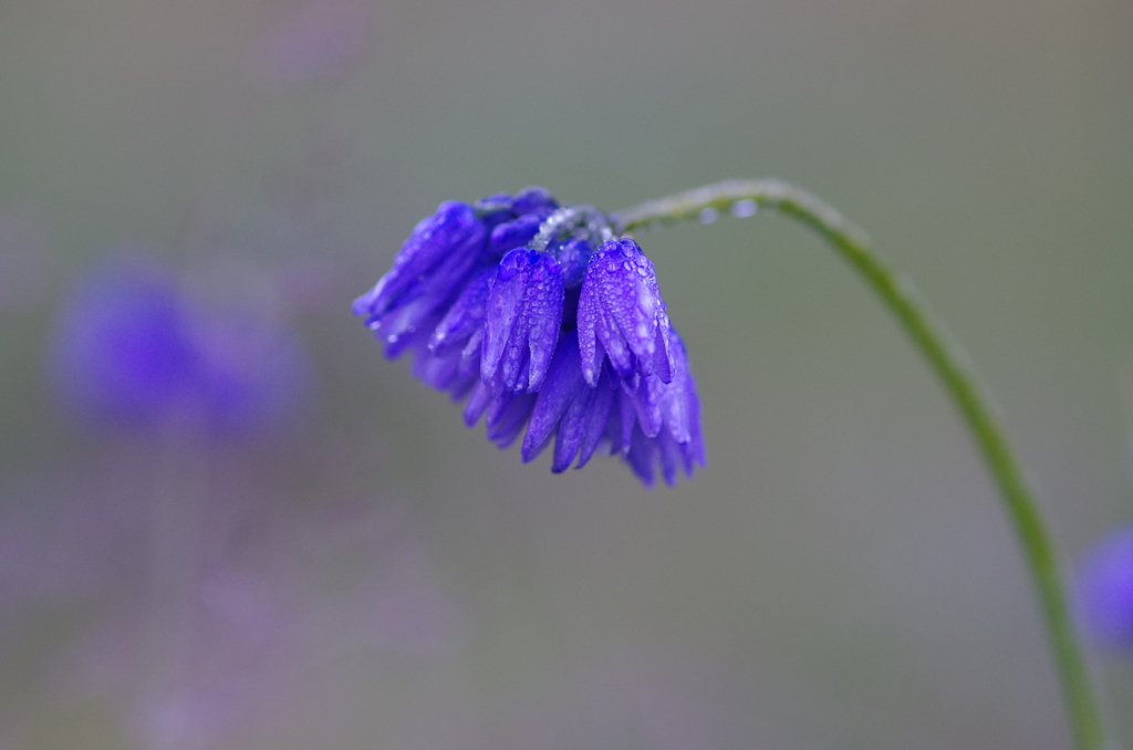 Allium beesianum