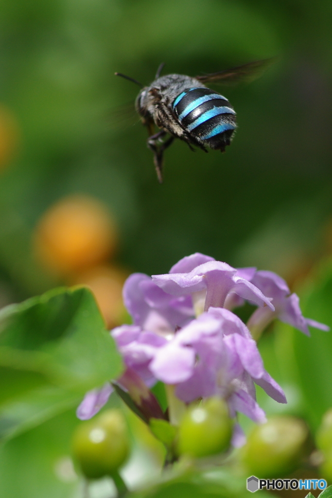 幸せを呼ぶ青いミツバチ