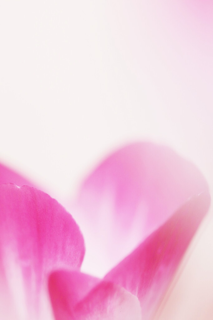 gardencyclamen