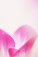 gardencyclamen