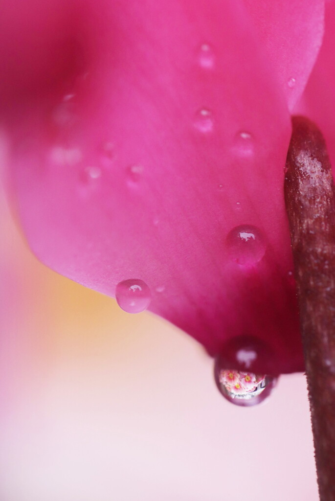 雨上がりの装い