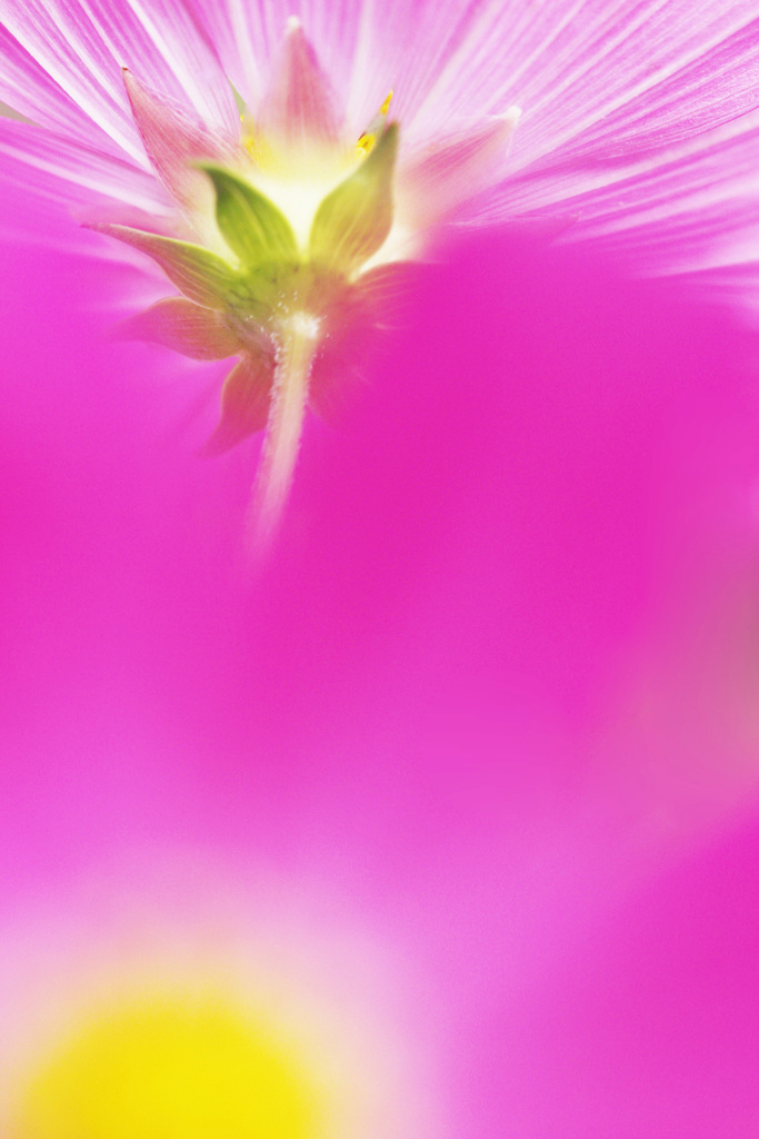 cosmos