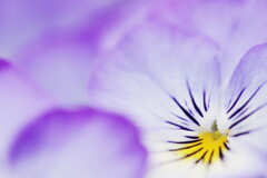 viola