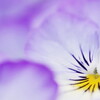 viola