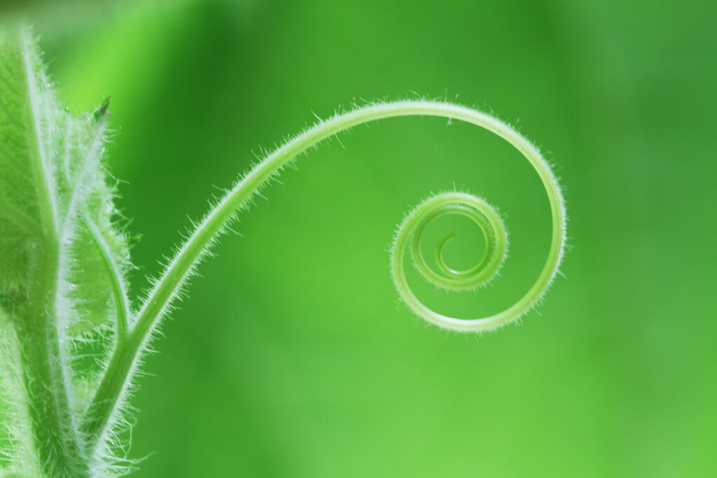 loop