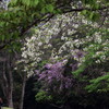 桜と藤と若葉と…