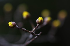 早春の黄