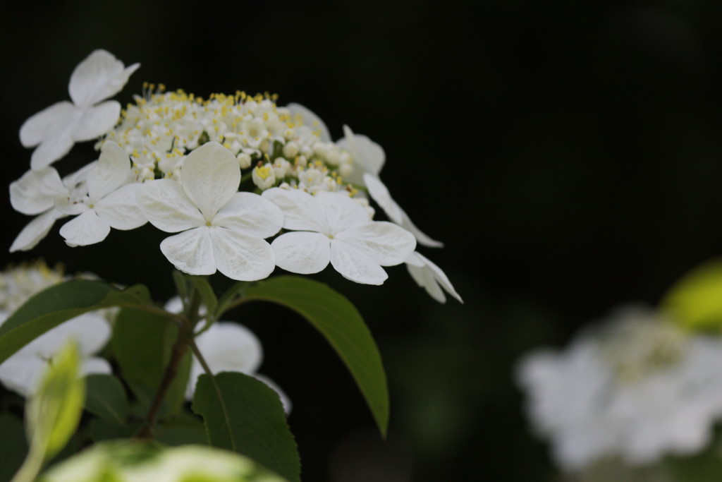 瓊花