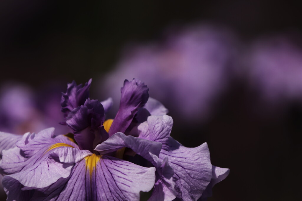 花菖蒲