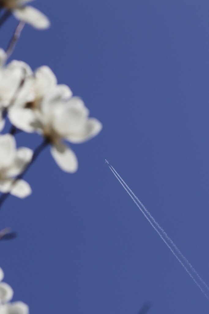 飛行機雲