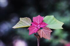 new leaves