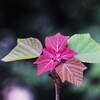 new leaves