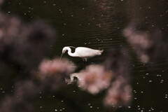 鷺池桜景色