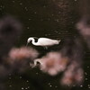 鷺池桜景色