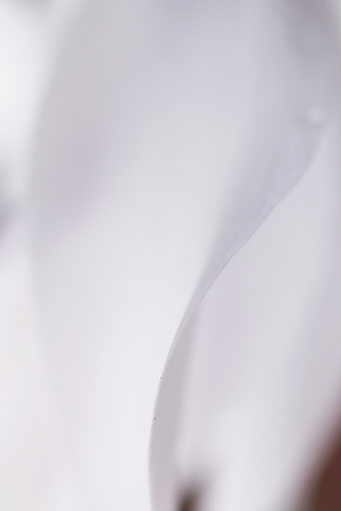 白い花肌