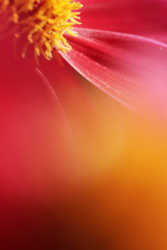 dahlia