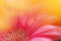 gerbera