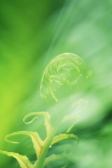 leaf