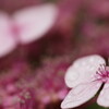 紫陽花