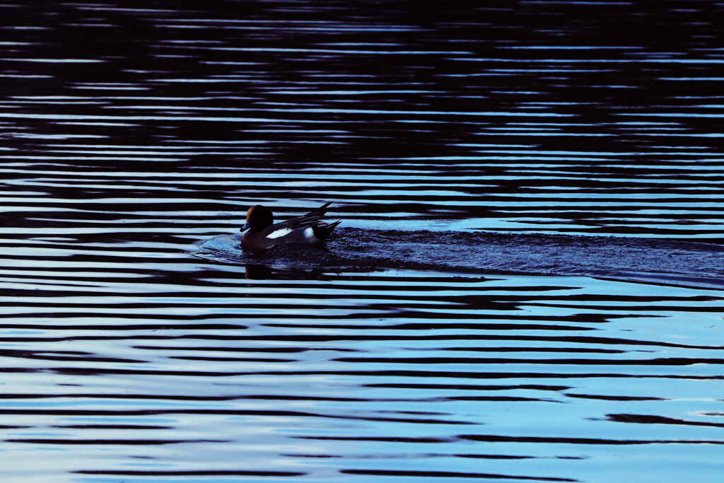 長旅お疲れ様…