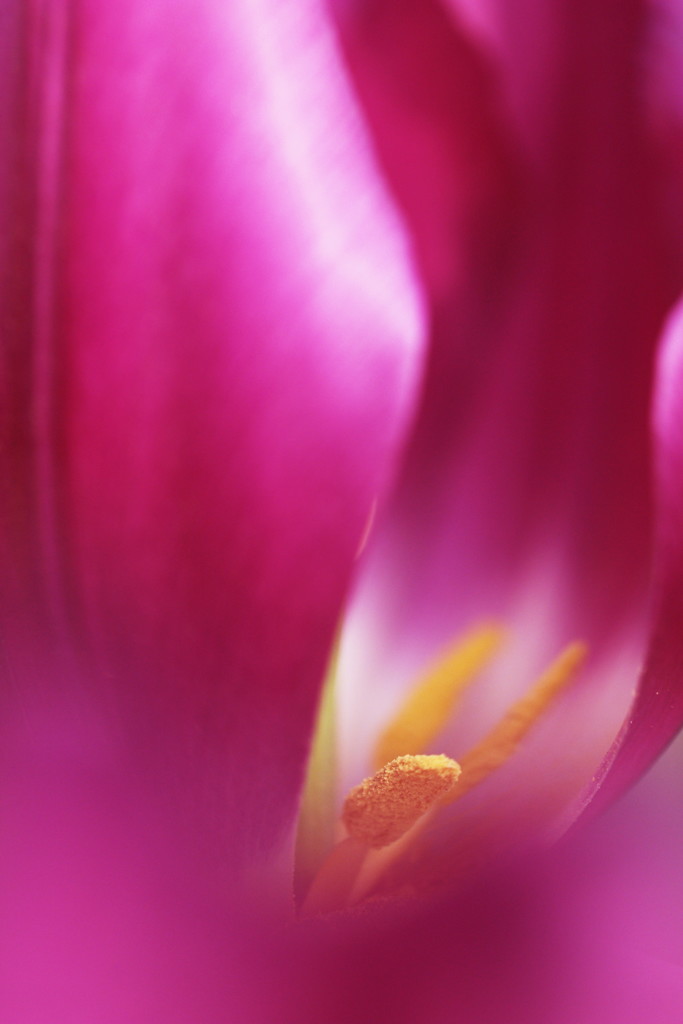 tulip