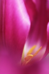 tulip