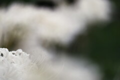 白花曼珠沙華