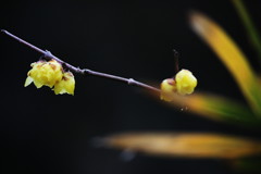 蝋梅～　残り花