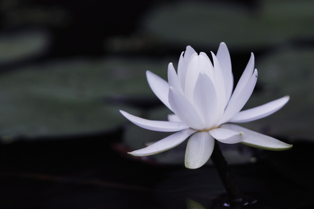 睡蓮