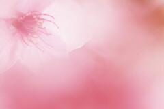 河津桜