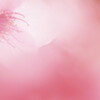 河津桜