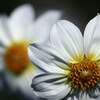 dahlia