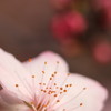 アーモンドの花