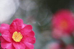 山茶花