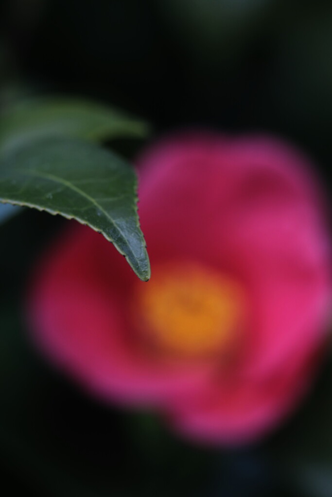 椿