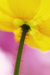 poppy