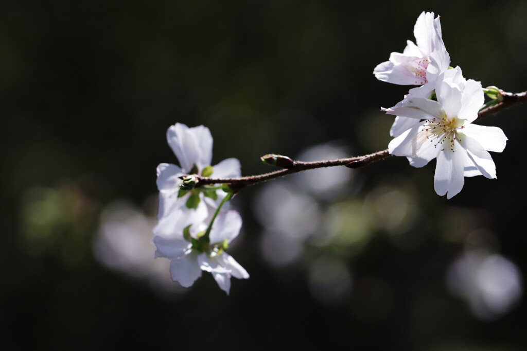 十月桜