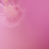 芙蓉